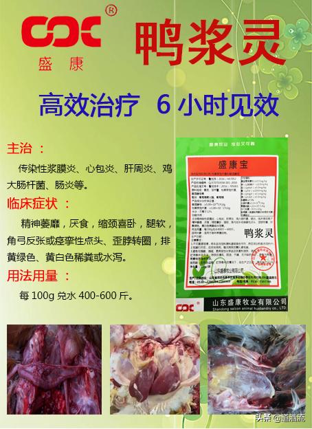 关于肉鸭脾坏死的原因及防治方法，这篇最全面，值得收藏