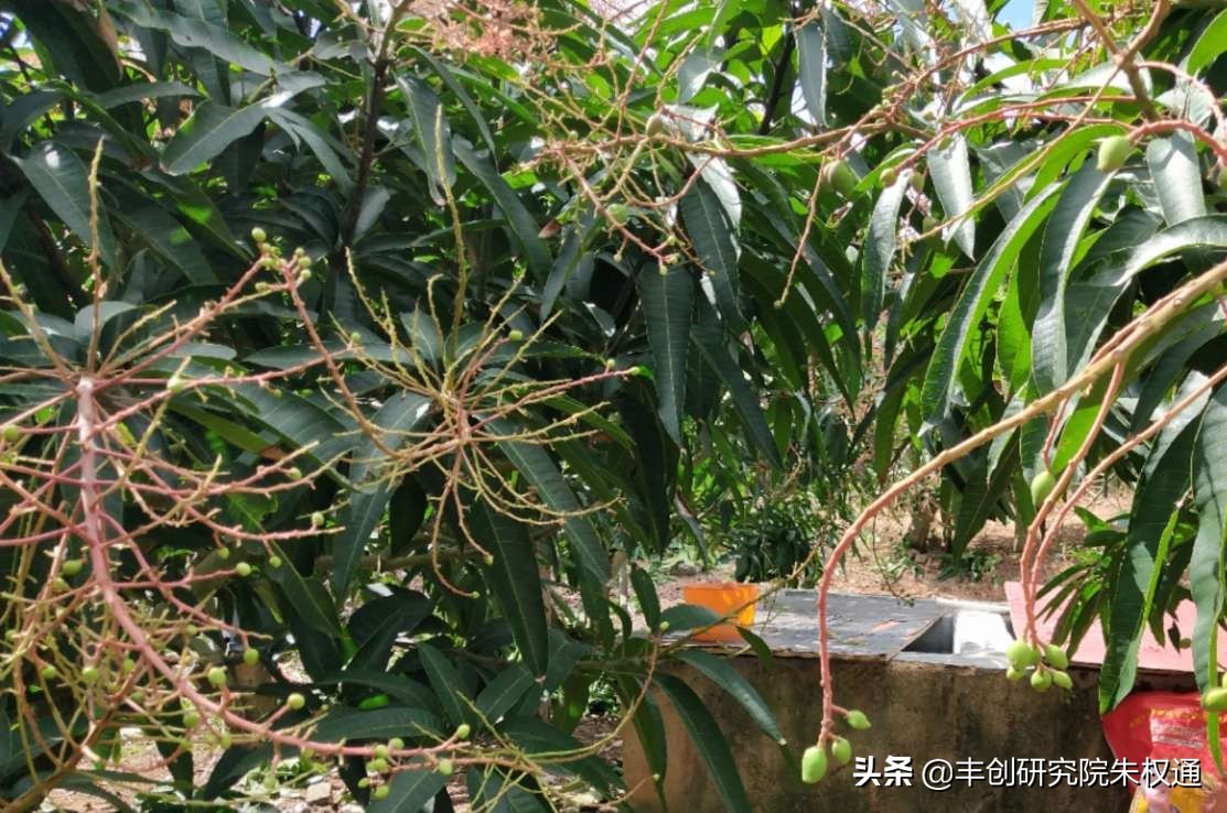海南芒果催早花技术,芒果催花用噻苯隆配什么药剂
