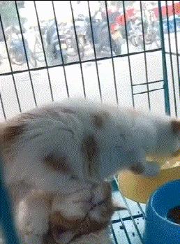 搞笑GIF段子：.我的小萝莉呢？你还我的小萝莉