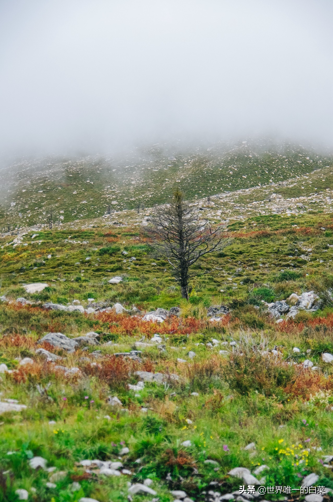 康定情歌川西旅游,318川西康定木格措
