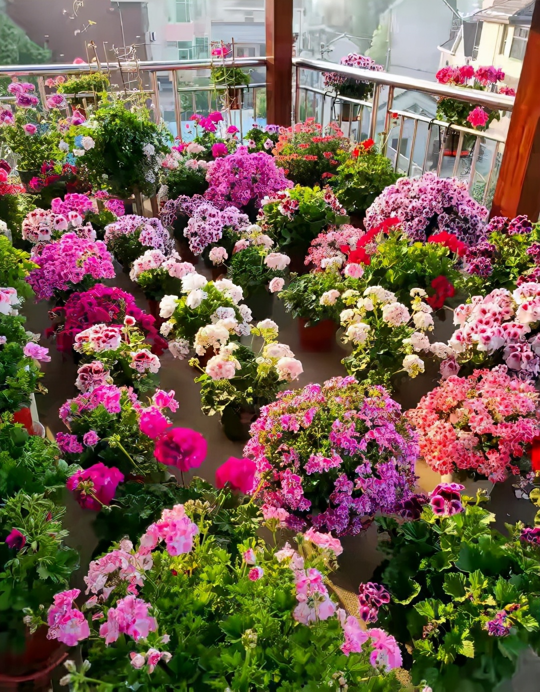 这“38种花”，当你开始收集品种时，你已入坑颇深