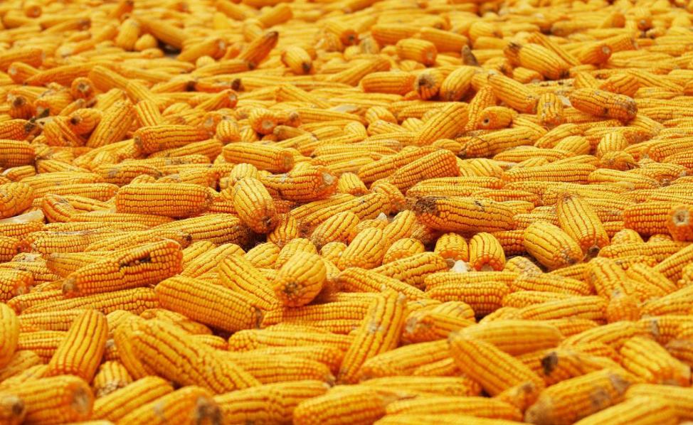 农村老人言，玉米打了头，力气大似牛是什么意思？