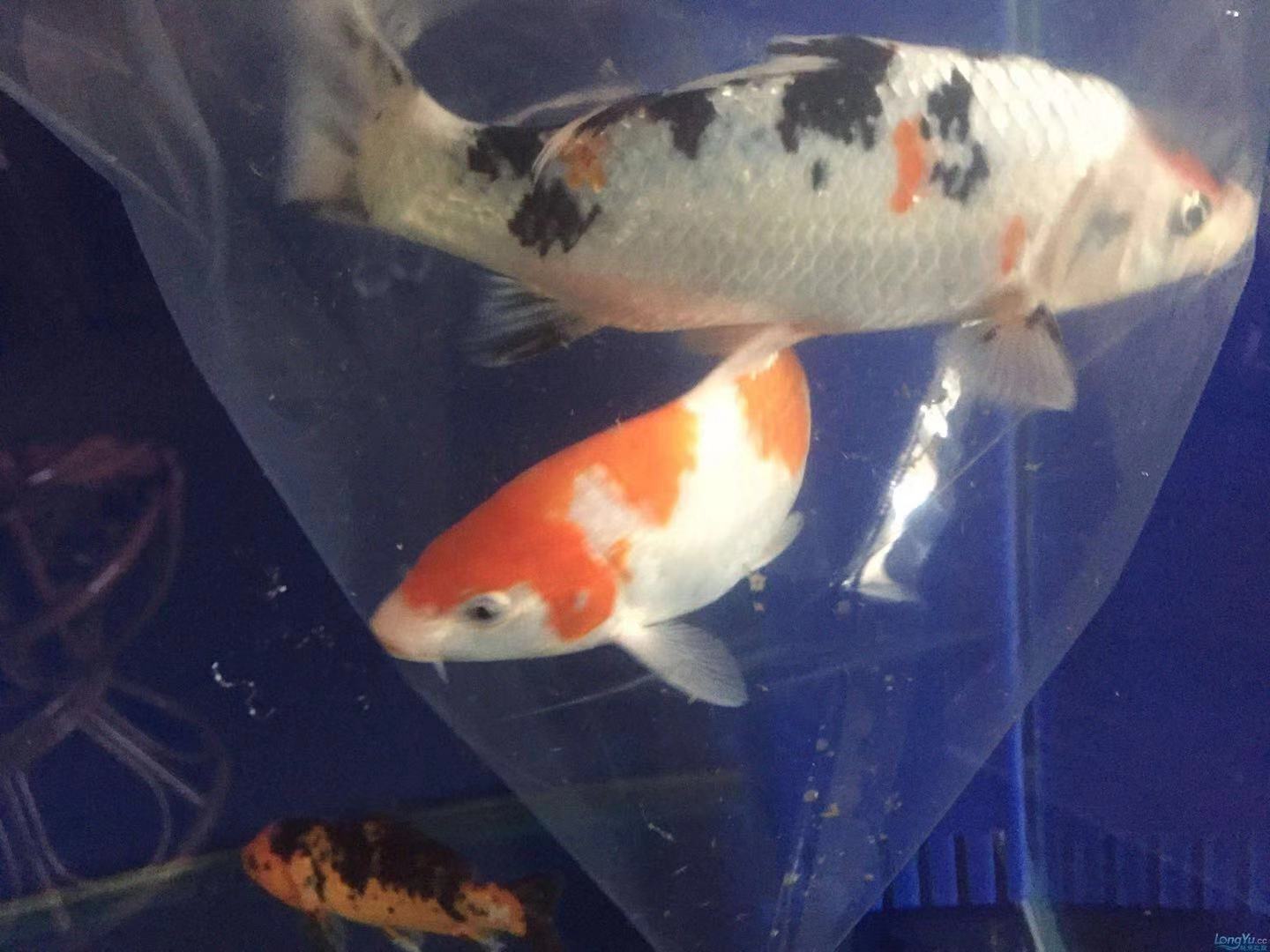 鱼缸养锦鲤鱼的方法和技巧,鱼缸新手养锦鲤鱼的正确方法