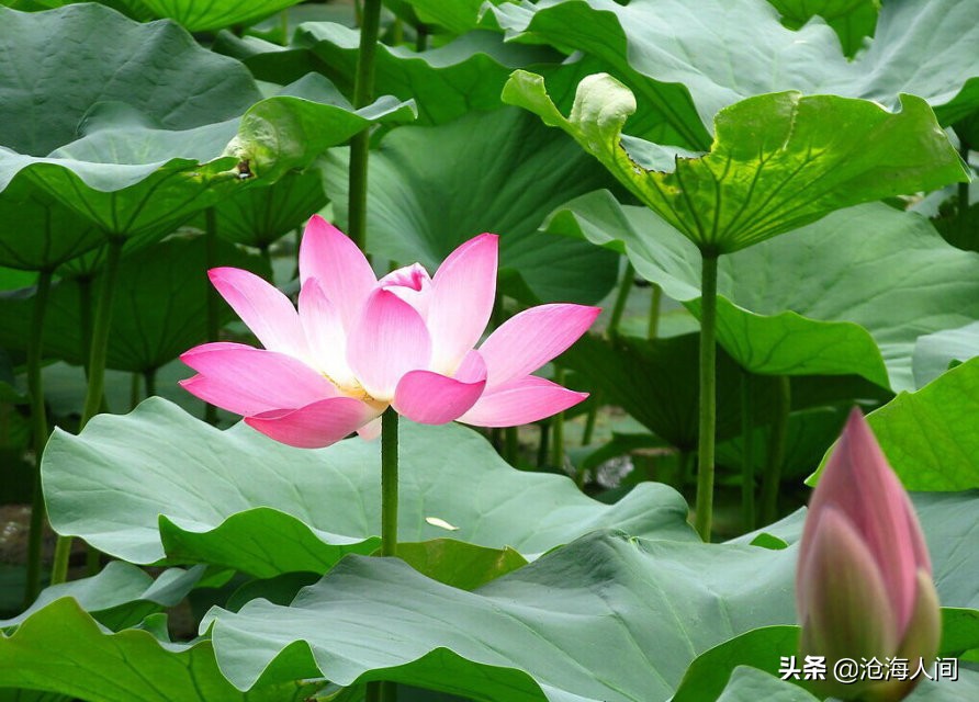 写荷花的诗词有多少,禅意荷花的诗词