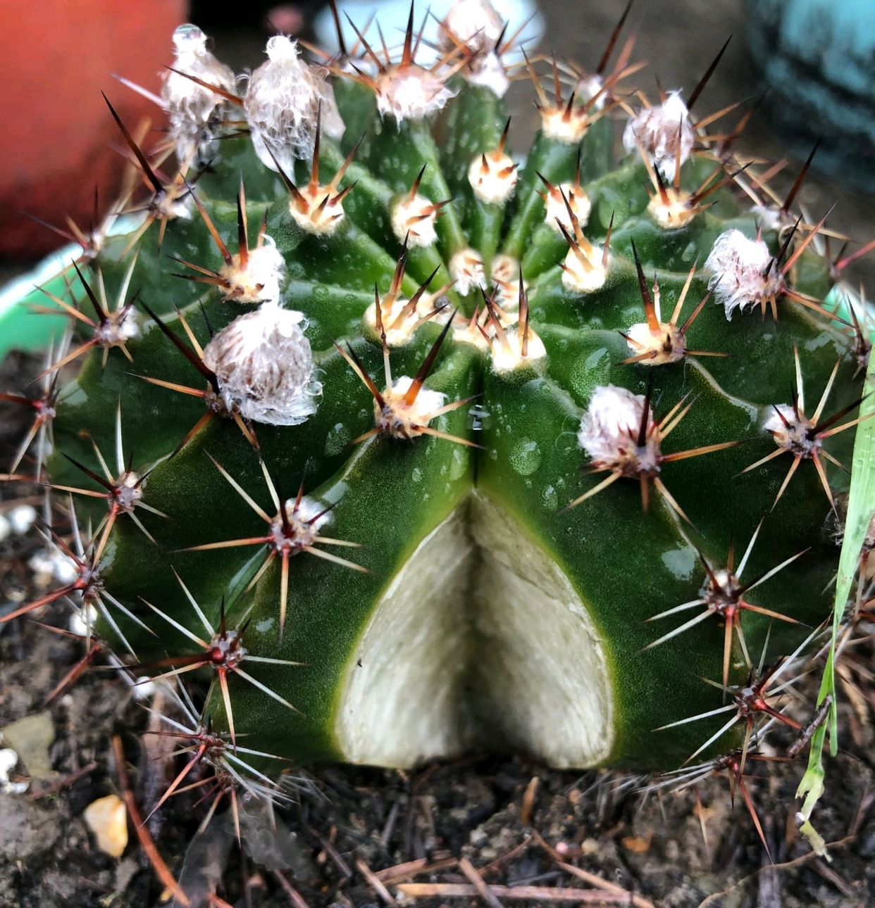 仙人球爆盆怎么办,仙人球炸裂开口有影响吗