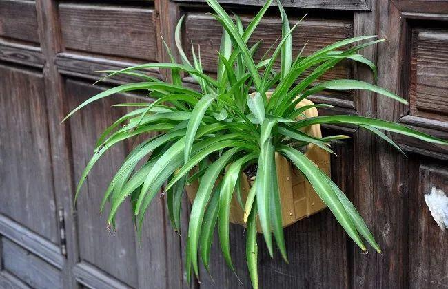 盆栽吊兰怎么打理,吊兰绿植盆栽怎么养能长藤