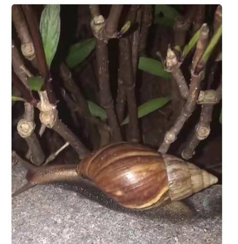 大蜗牛为什么不能用手摸,看见非洲大蜗牛千万别碰