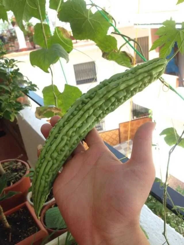 苦瓜开花坐果长不大怎么回事,苦瓜为什么老是开雄花不开雌花