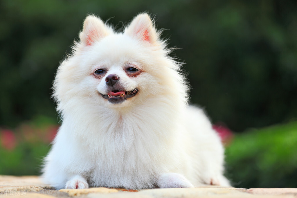 博美冬季怕冷吗,养博美的5大忌