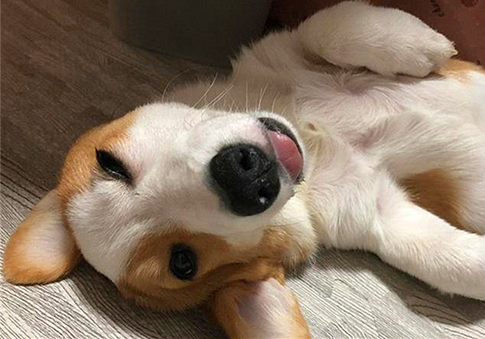 狗狗脚趾真菌感染怎样治疗,狗狗真菌感染怎么预防