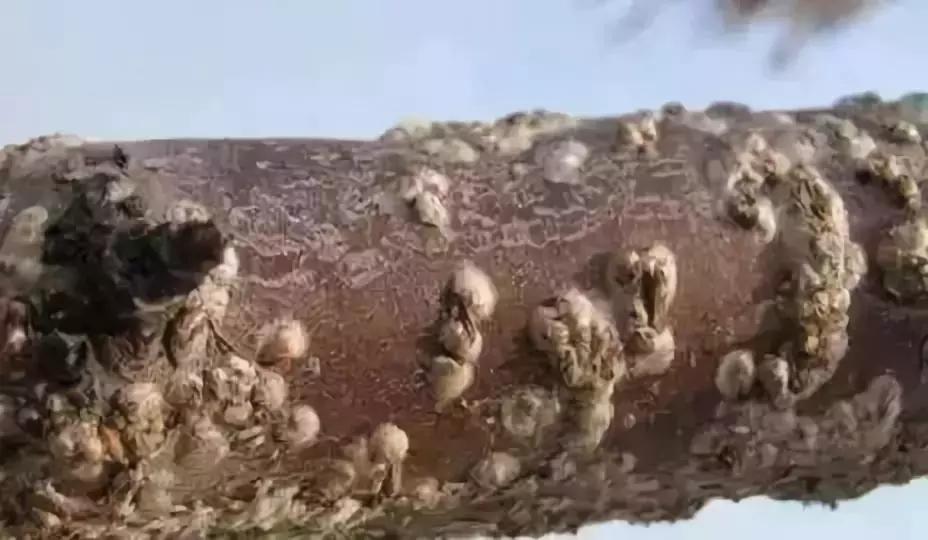 果树蚧壳虫怎么根除4月,果树蚧壳虫最快消除办法