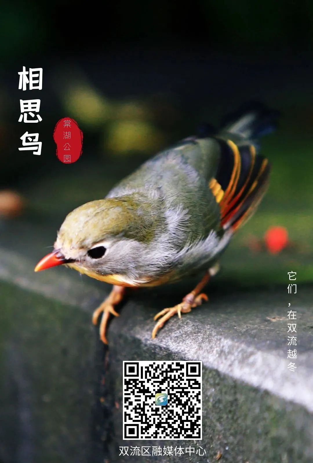 珍稀鸟类现身成都,在双流春游看花