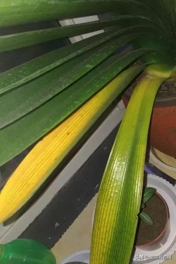 妞嶇墿鍡栧棖闀跨垎鐩嗕笉榛勫彾,鍏绘鐗╀竴涓槦鏈熶笉姝荤殑绉樻柟