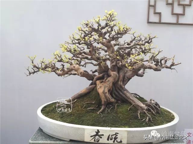 经典雀梅文人树盆景,十年以上的雀梅盆景图及价格