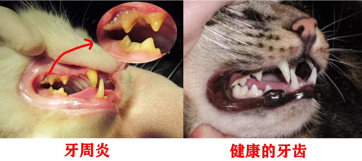 猫咪为什么不能吃骨头,猫为什么要让猫咪吃骨头