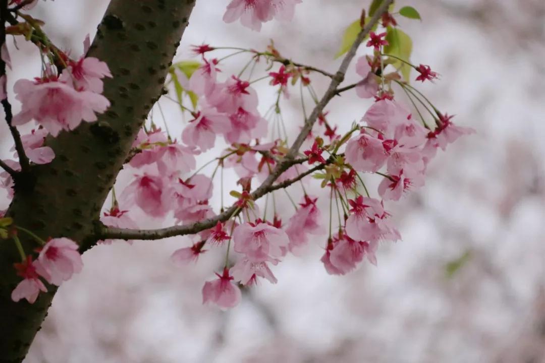 云旅游带你看遍天下美景,一起去旅行吧旅游