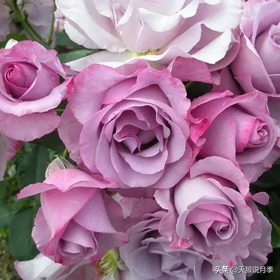 六款香水,6款香水