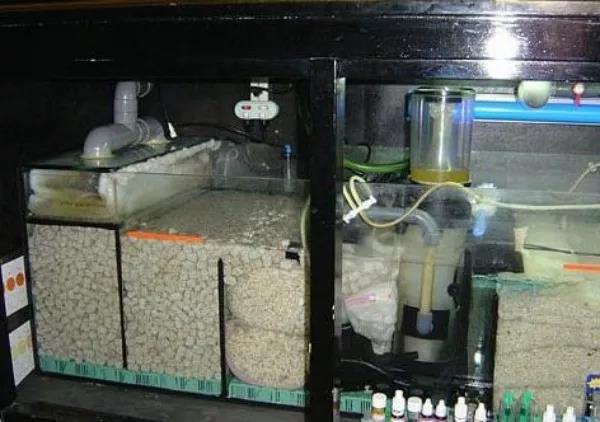 自己培养硝化细菌,如何培养硝化细菌医生