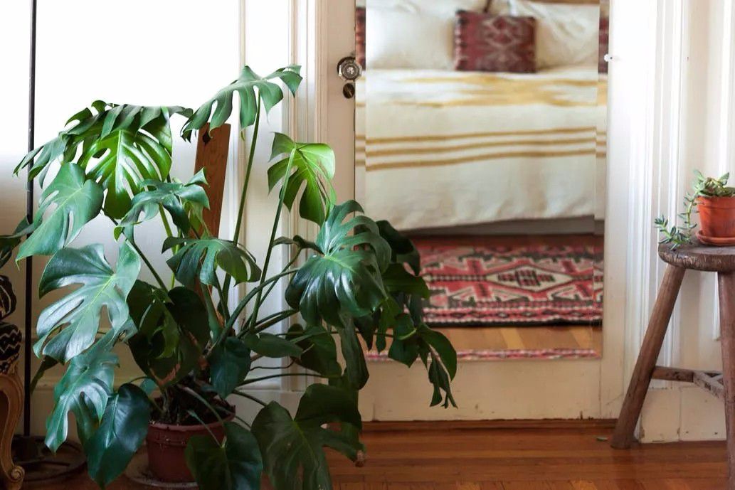 室内绿植推荐客厅好养净化空气,室内养什么绿植可以净化空气