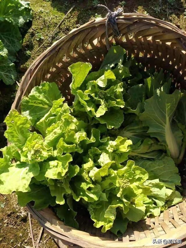 卖菜一斤利润不到一块能赚钱吗,菜农挣不挣钱