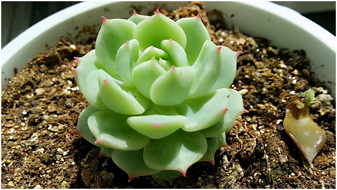 多肉虐我千百遍，我待多肉如初恋