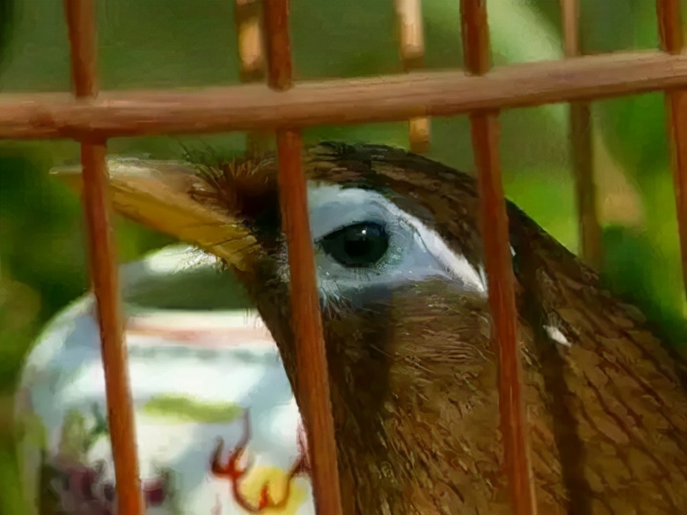 画眉鸟不叫了怎么办,画眉鸟不叫怎么办