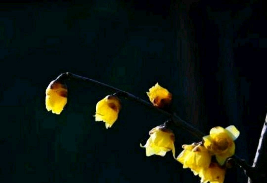 傲雪凌霜的腊梅正在绽放,傲立寒冬的腊梅