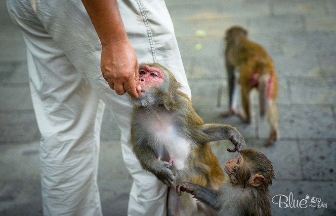 南湾岛猴王,海南南湾猴岛的猴王争夺战