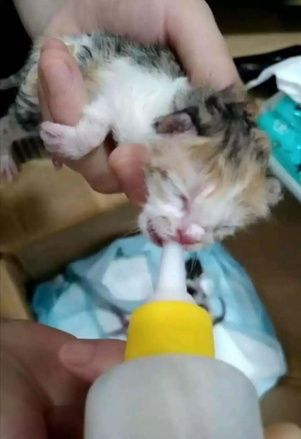 福懋动物医院香港路分院,福懋动物诊所猫咪疫苗