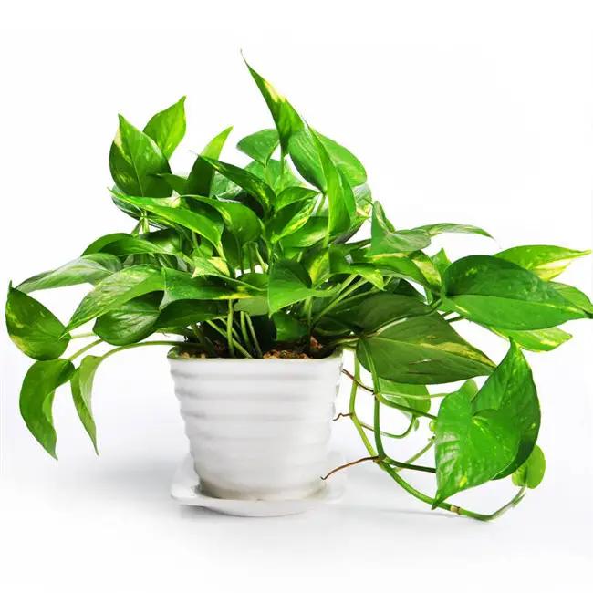 室内甲醛污染损害健康的科学证据,警惕甲醛危害别让你的家暗藏危机