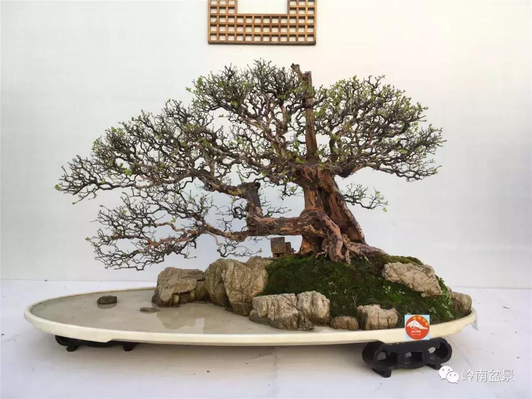 临水式金弹子盆景图片大全欣赏,看盆景展里赏心悦目的盆景