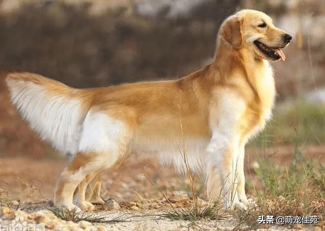 金毛偶尔发出一股腥臭味,金毛身上的臭味哪里来的