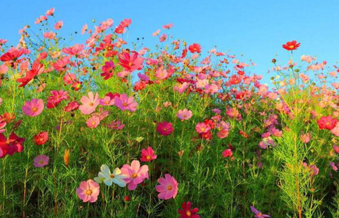 南戴河端午旅游攻略,端午出行海边攻略