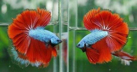 哪些观赏鱼比较皮实，如何界定观赏鱼比较容易饲养，有什么标准？