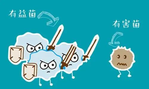 这几种液态的益生菌作用好，但不能多吃，你可能也吃过！