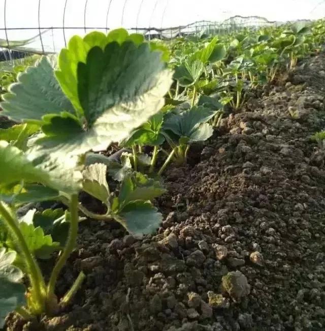 高产栽苗方法和技巧,栽苗缓苗的方法