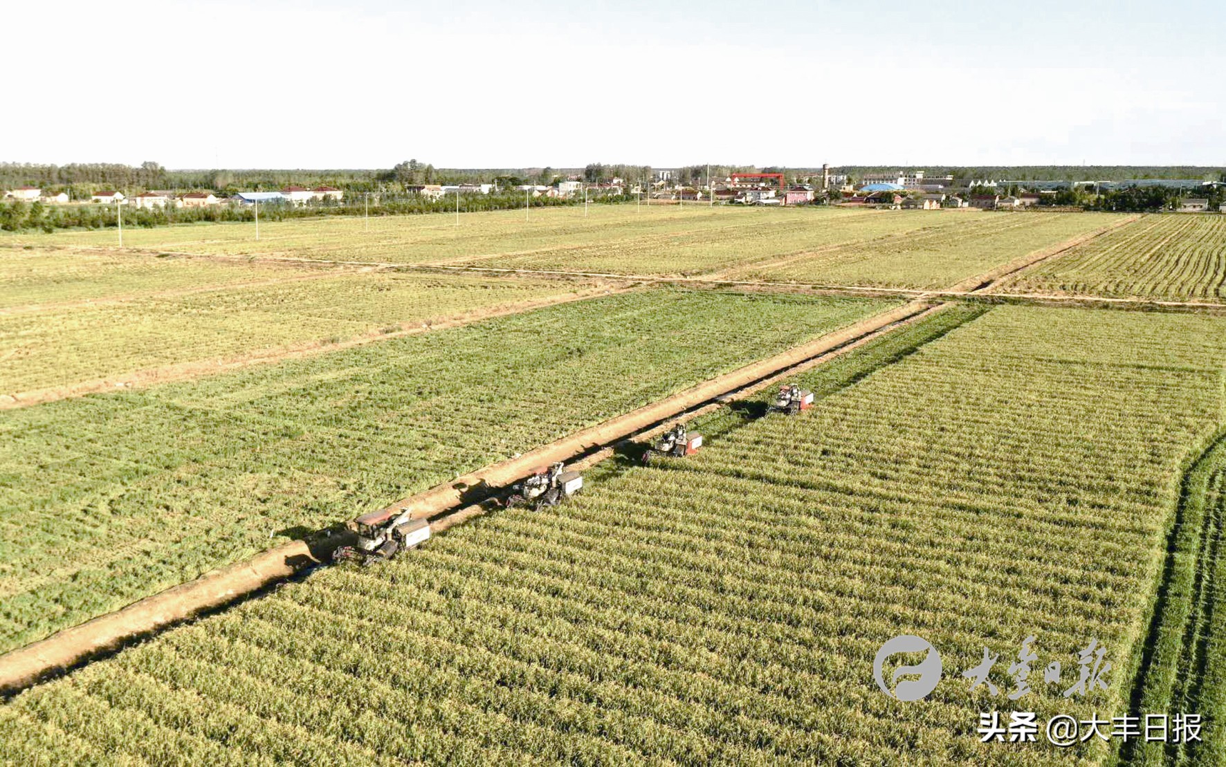 盐城射阳全面加速乡村振兴步伐,盐城聚焦乡村振兴