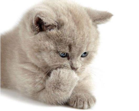 怎么知道猫咪怀孕没,猫咪是怎么知道铲屎官怀孕了