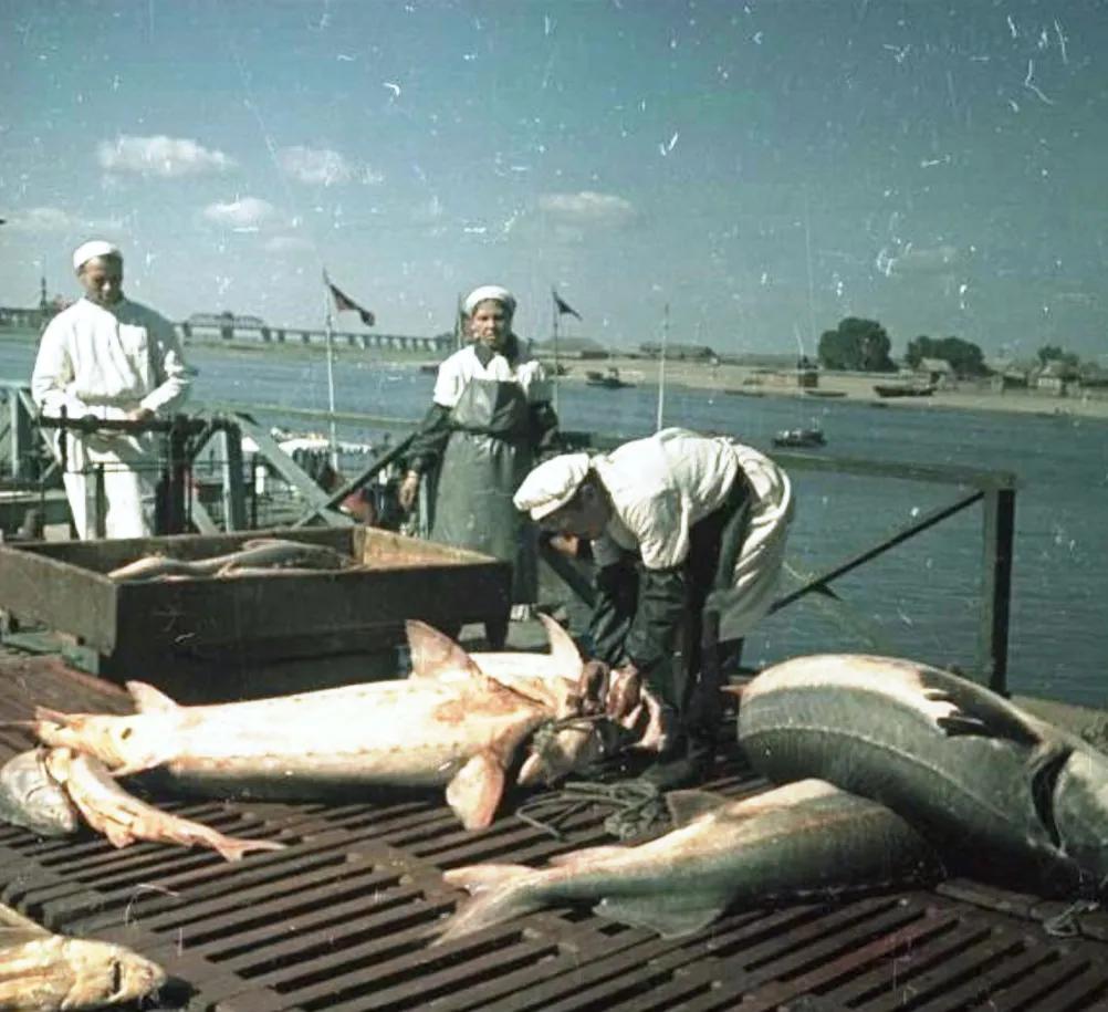 贵比黄金，俄国黑帮盯上他了|地球知识局