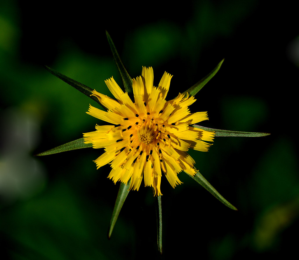 什么花适合送生日花,你的生日代表的花朵及寓意图片