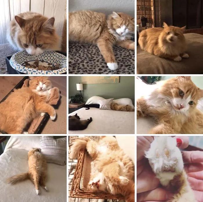 关于猫咪的可爱故事,可爱的小猫咪儿童故事