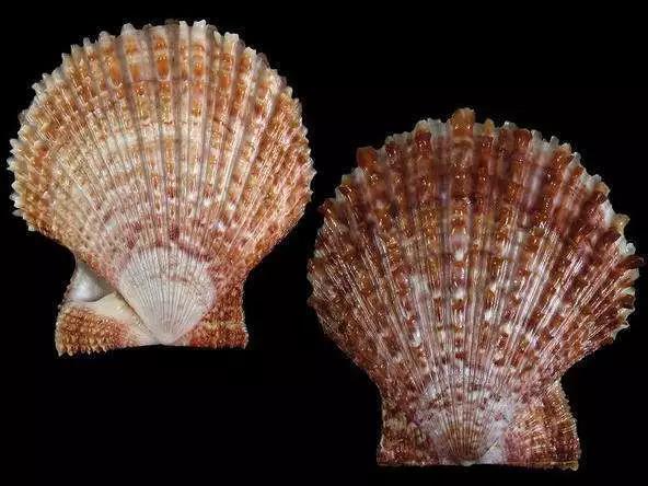 在大连买的扇贝还能吃么,大连吃扇贝去哪吃