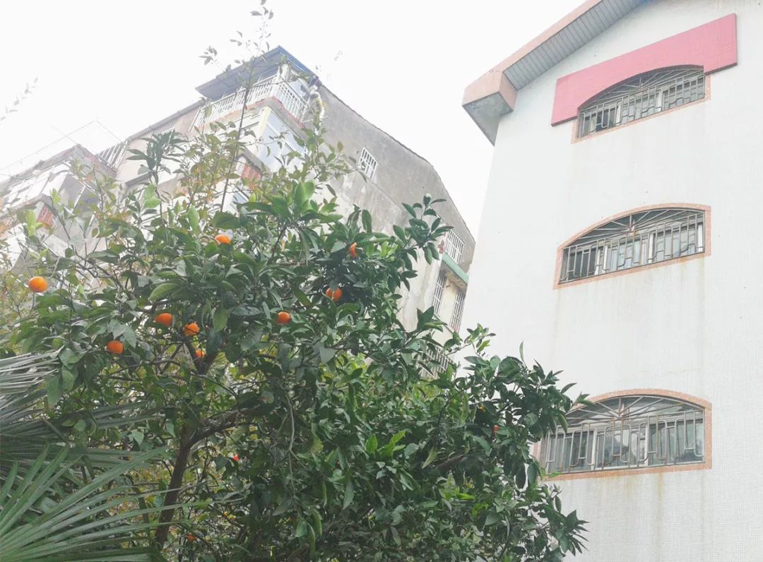 常州市最牛的十个小学,常州市排名前十的重点小学