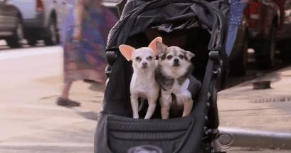 猫狗吃醋打架,吃醋的猫狗