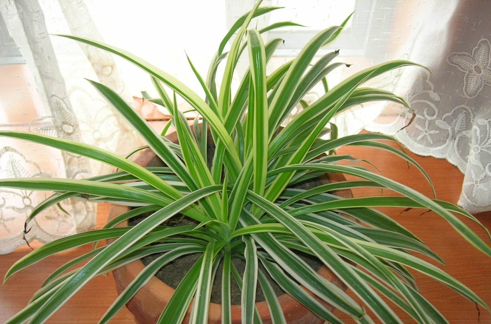 吊兰黄叶干尖怎么回事,吊兰干尖黄叶怎么办