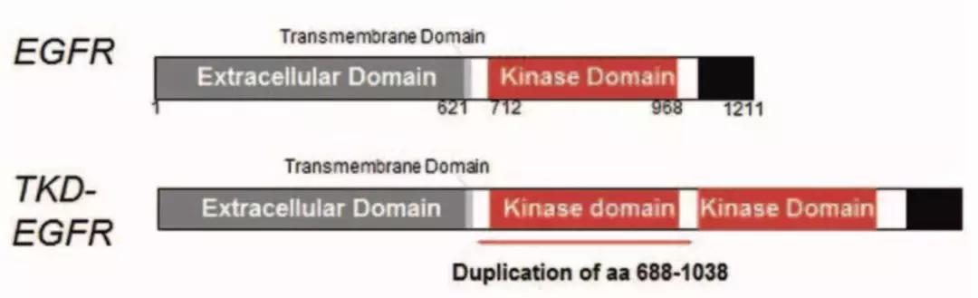 肺癌5年复发化疗方案,肺癌四期成功案例