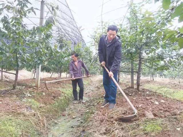 氮、磷、钾—对果树大樱桃的重要性，你用对了吗？