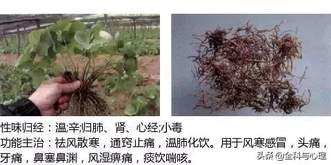 史上最全中草药图谱（附主治功效）（一）