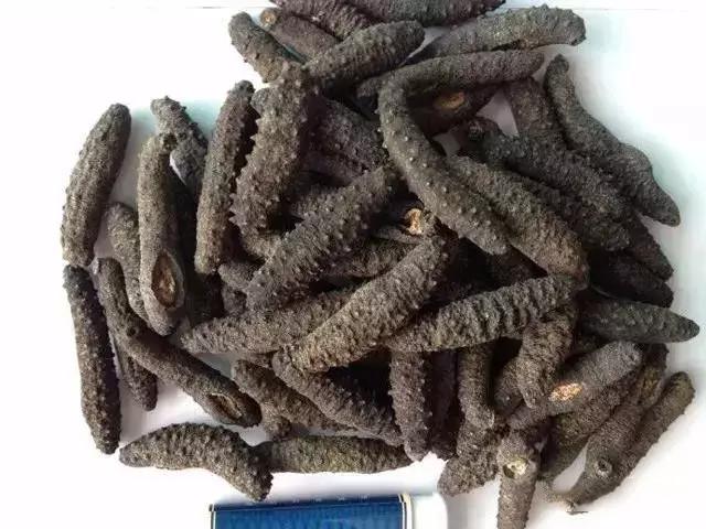 海参界最好的海参,海参物种科普