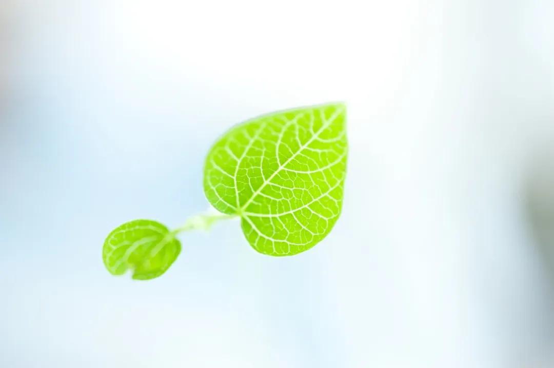 做自己灵魂的摆渡人的意思,做自己生命的摆渡人